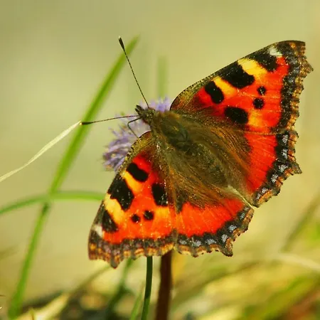 Eterpa Les De Pré Clos En Vercors